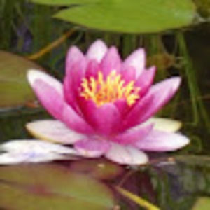 Meet your Posher, Sophie